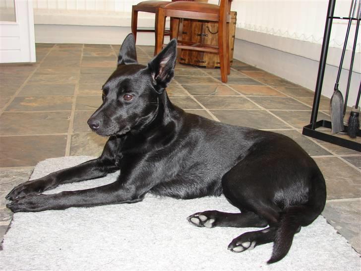 Australsk kelpie Coc-free Zoe billede 4