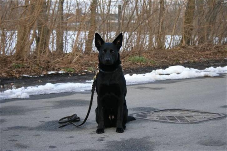 Australsk kelpie Coc-free Zoe billede 5