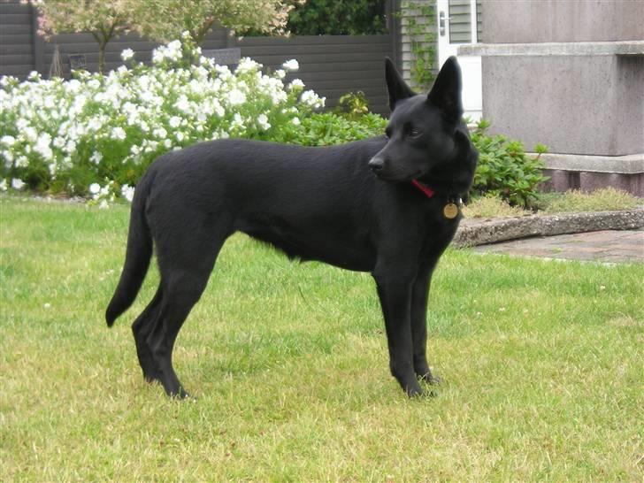 Australsk kelpie Coc-free Zoe billede 6