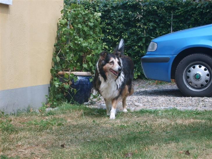 Collie langhåret Soffi R.I.P :´( billede 19