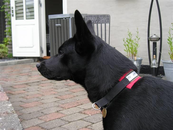 Australsk kelpie Coc-free Zoe billede 7