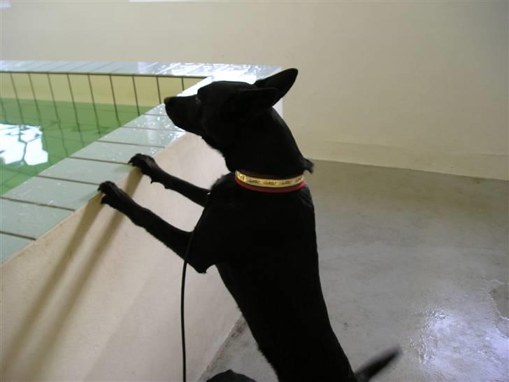 Australsk kelpie Coc-free Zoe billede 8