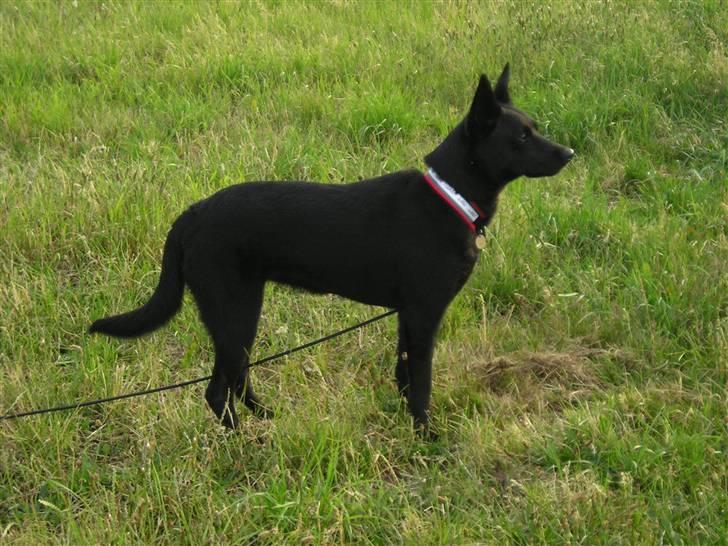 Australsk kelpie Coc-free Zoe billede 9