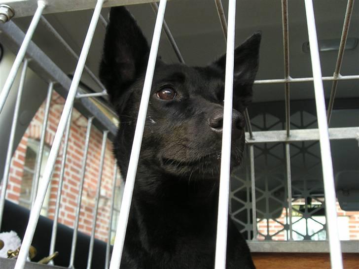 Australsk kelpie Coc-free Zoe billede 10