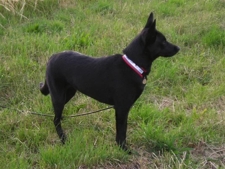 Australsk kelpie Coc-free Zoe billede 11