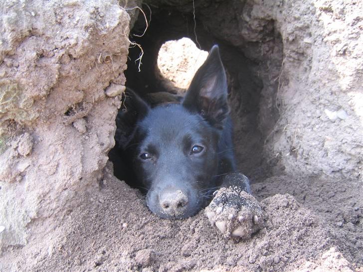 Australsk kelpie Coc-free Zoe billede 12