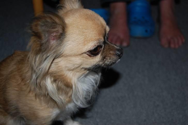 Chihuahua Kiwi billede 10