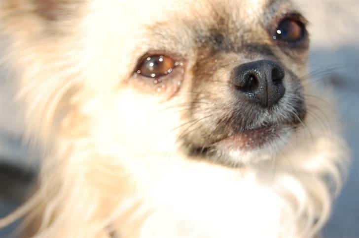 Chihuahua Kiwi billede 11