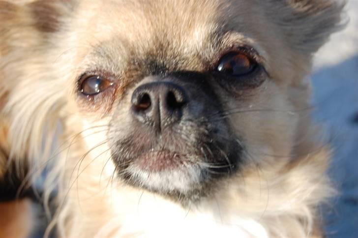 Chihuahua Kiwi billede 12