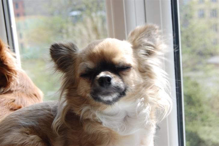 Chihuahua Kiwi billede 13