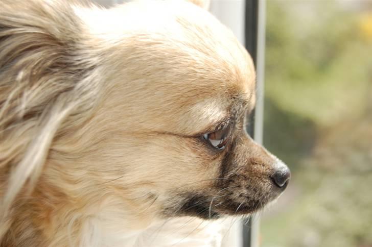 Chihuahua Kiwi billede 14