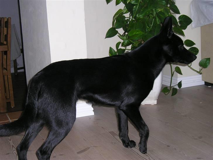 Australsk kelpie Coc-free Zoe billede 13