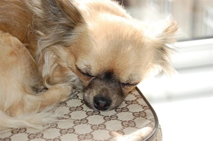Chihuahua Kiwi billede 15