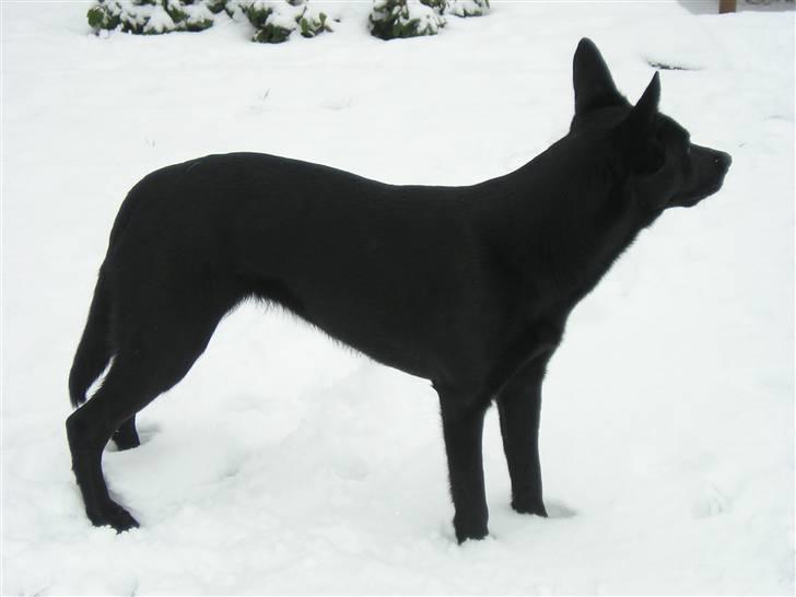 Australsk kelpie Coc-free Zoe billede 14