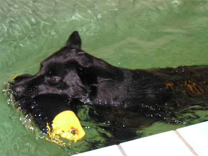 Australsk kelpie Coc-free Zoe billede 15