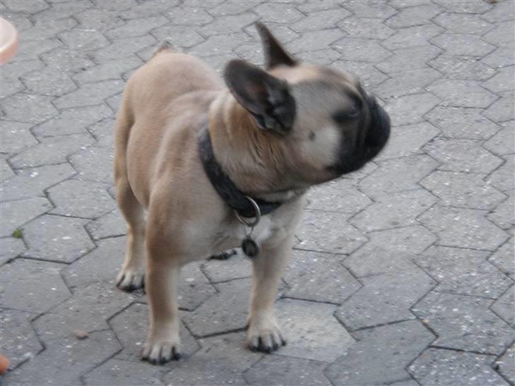 Fransk bulldog Ludvig billede 10