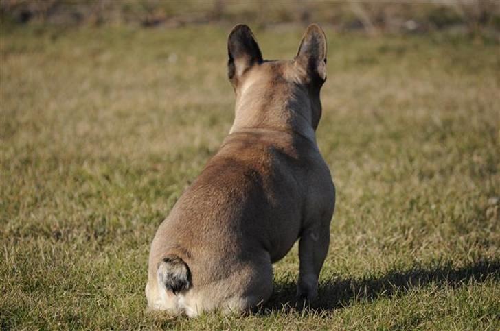 Fransk bulldog Ludvig billede 11