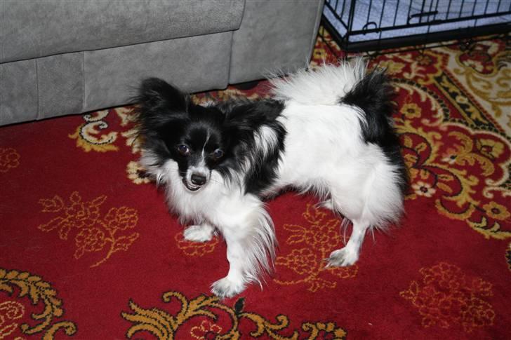 Papillon Ditte billede 9