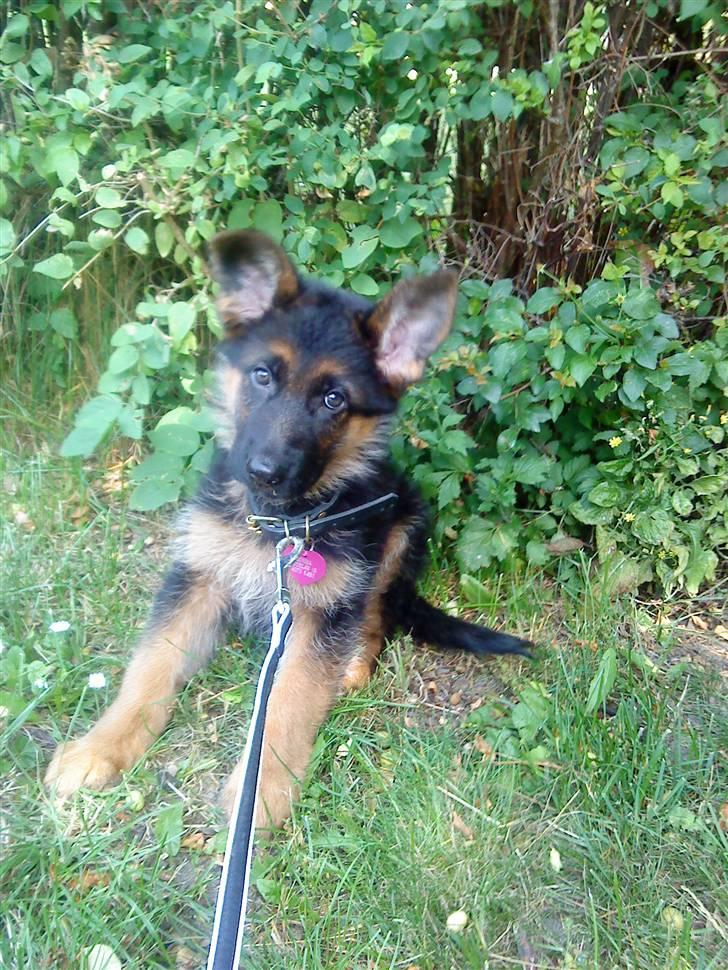 Schæferhund rapi Hexi billede 1