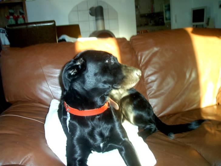 Blanding af racer Sussi billede 13