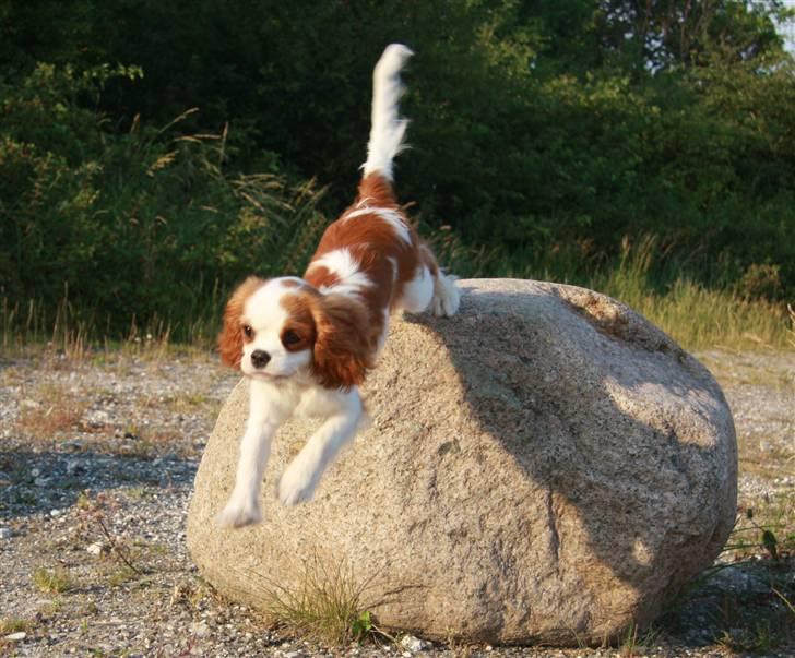 Cavalier king charles spaniel BC Jubilee Jaii - Spring! billede 13