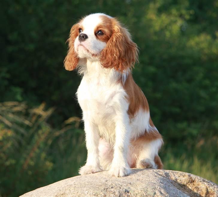 Cavalier king charles spaniel BC Jubilee Jaii billede 14