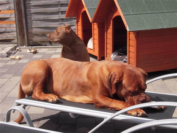 Dogue de bordeaux EstruphusDiorCristalRouge billede 18