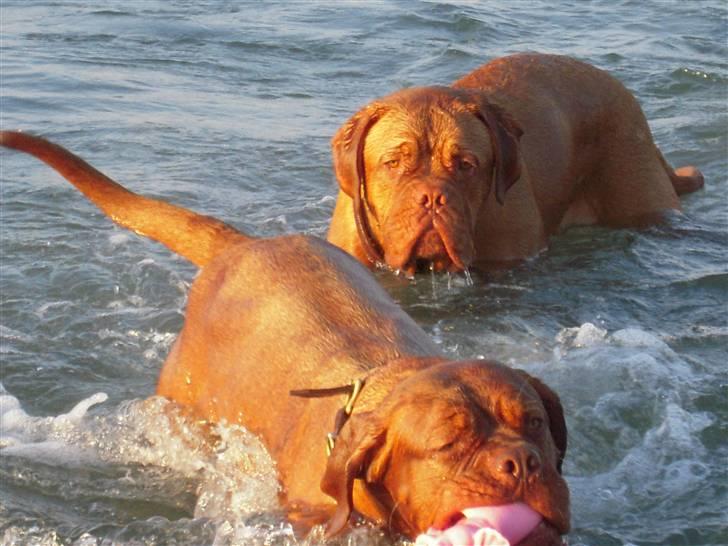 Dogue de bordeaux EstruphusDiorCristalRouge billede 19