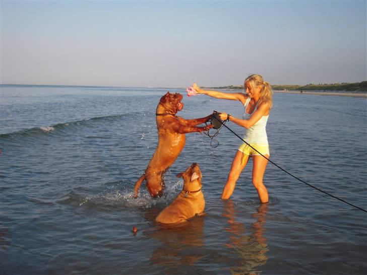 Dogue de bordeaux EstruphusDiorCristalRouge billede 20