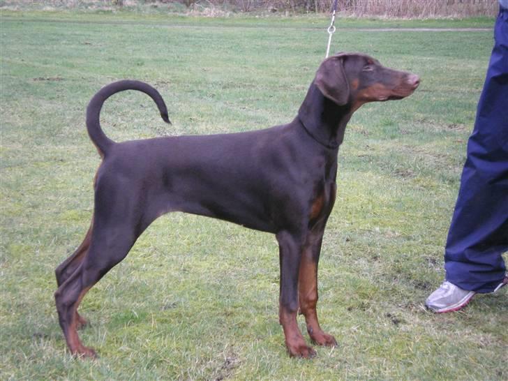 Dobermann Arwen (Luna) billede 12