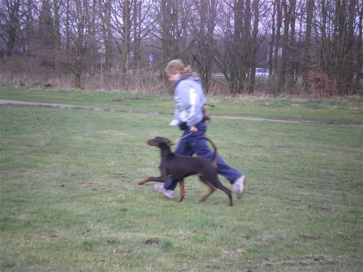 Dobermann Arwen (Luna) billede 13