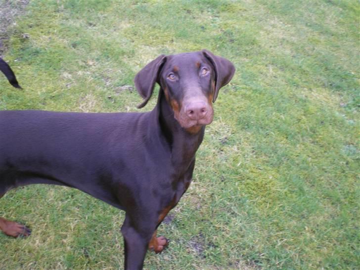 Dobermann Arwen (Luna) billede 14