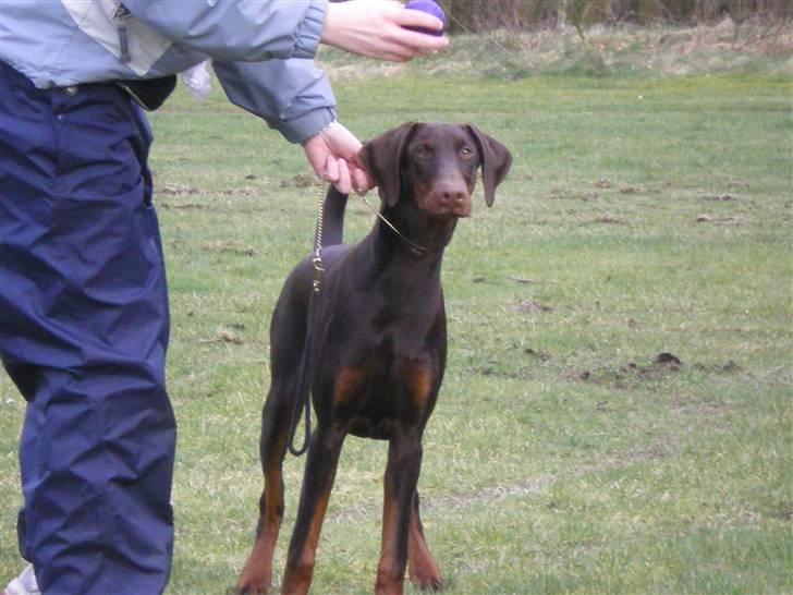 Dobermann Arwen (Luna) billede 15