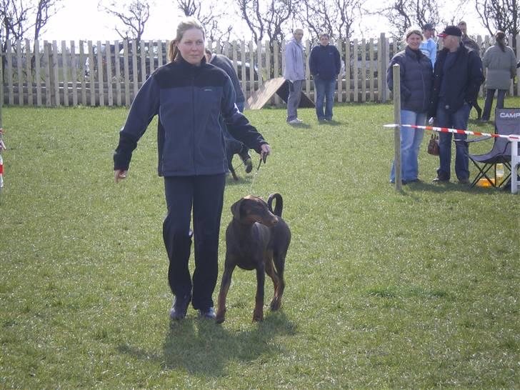 Dobermann Arwen (Luna) billede 16