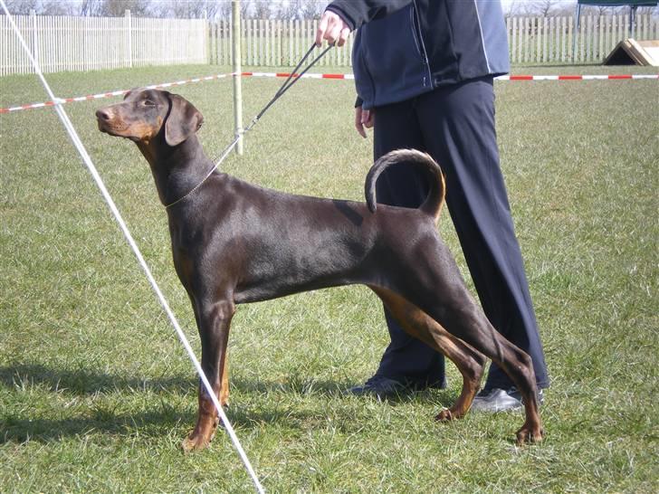 Dobermann Arwen (Luna) billede 19