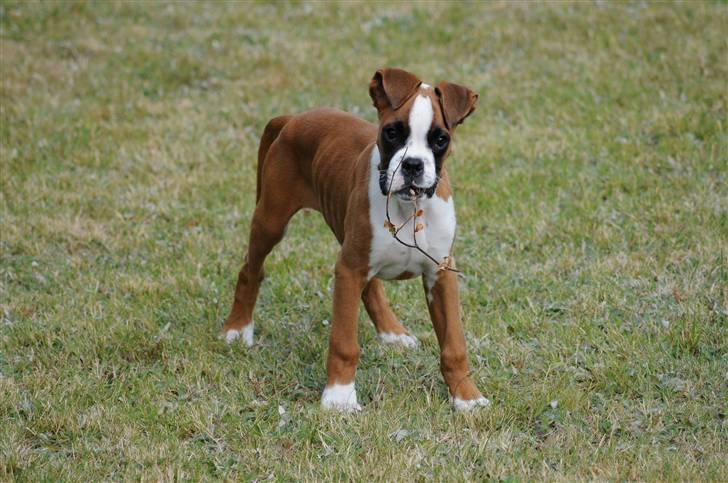 Boxer Charlie Vom Hause Chagall billede 1