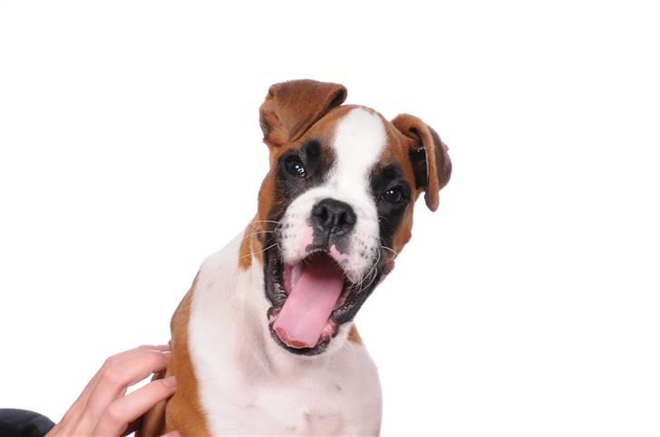 Boxer Charlie Vom Hause Chagall billede 2