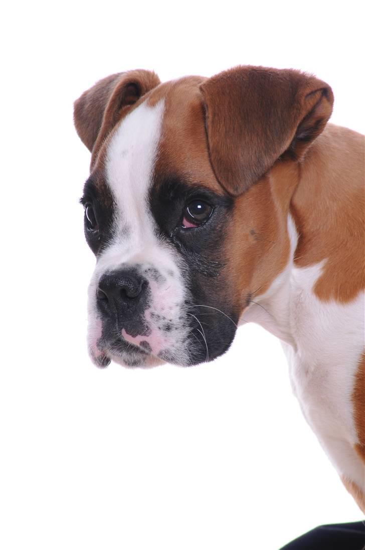 Boxer Charlie Vom Hause Chagall billede 3