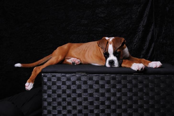 Boxer Charlie Vom Hause Chagall billede 4