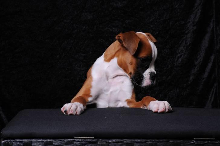 Boxer Charlie Vom Hause Chagall billede 5