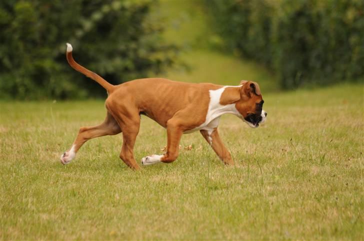 Boxer Charlie Vom Hause Chagall billede 6