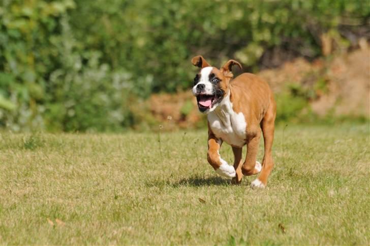 Boxer Charlie Vom Hause Chagall billede 7