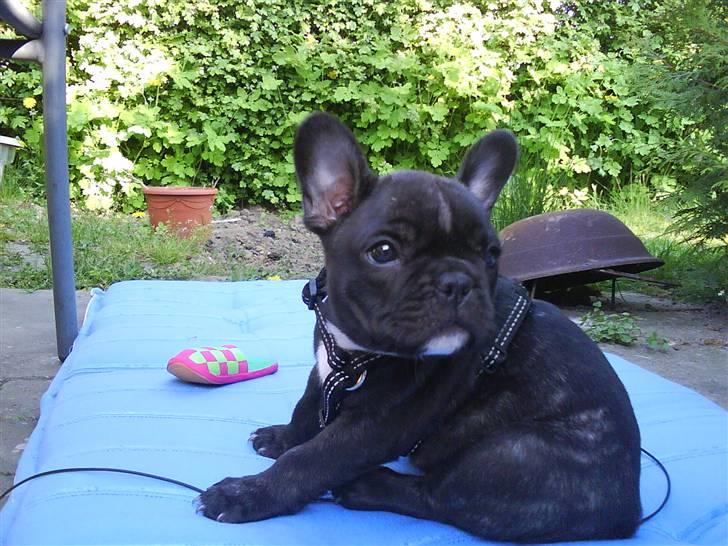 Fransk bulldog Spike Bouledogue Français billede 9