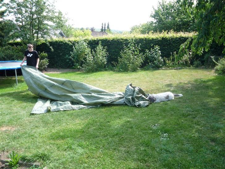 Petit basset griffon wendéen Petit Heroes Bitter Sweet - Stella leger med kasper (: billede 18