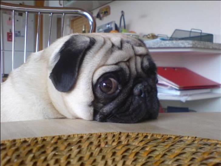 Mops Loui - Slapper af ved bordet. billede 9