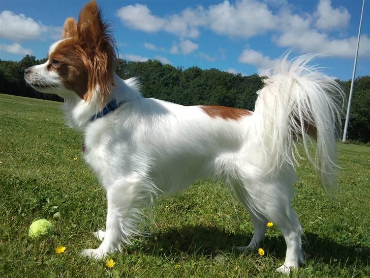 Papillon Avalee aka Ene Herskeren - Mors Engel <3 I fuld figur, såå smuk og adræt vovse barn billede 12