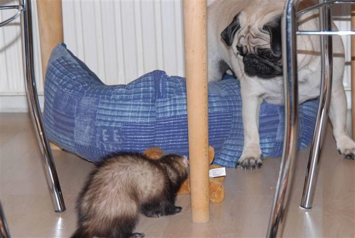 Mops Loui - Hva´ heelv... tager di min bamse???? billede 10