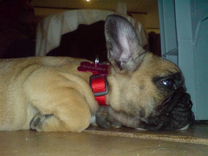 Fransk bulldog Shiela billede 1