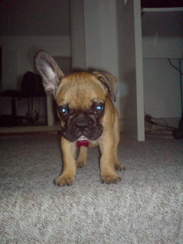 Fransk bulldog Shiela billede 2