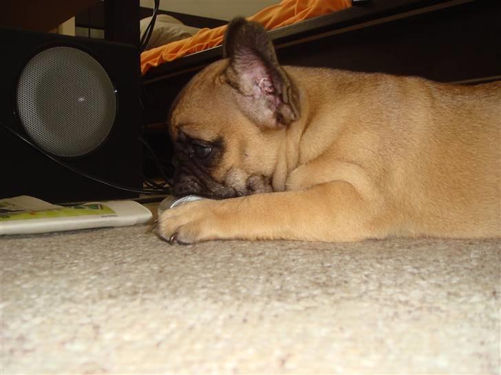 Fransk bulldog Shiela billede 3